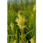 Közönséges gyújtoványfű (Linaria vulgaris) palánta