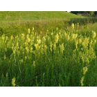 Közönséges gyújtoványfű (Linaria vulgaris) palánta