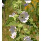 Halvány mályvarózsa (Alcea biennis) palánta