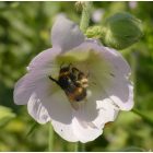 Halvány mályvarózsa (Alcea biennis) palánta