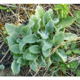 Fehér tisztesfű (Stachys germanica) palánta