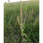 Fehér tisztesfű (Stachys germanica) palánta