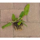 Fehér tisztesfű (Stachys germanica) palánta