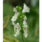 Hasznos tisztesfű (Stachys recta) palánta
