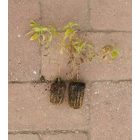 Hasznos tisztesfű (Stachys recta) palánta