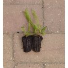 Sziki cickafark (Achillea aspleniifolia) palánta