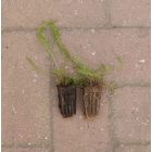 Közönséges cickafark (Achillea millefolium) palánta