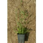 Közönséges cickafark (Achillea millefolium) palánta