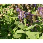 Ligeti zsálya (Salvia nemorosa) palánta