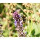 Ligeti zsálya (Salvia nemorosa) palánta