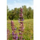 Ligeti zsálya (Salvia nemorosa) palánta