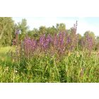 Ligeti zsálya (Salvia nemorosa) palánta