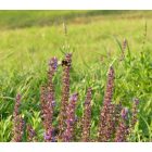 Ligeti zsálya (Salvia nemorosa) palánta