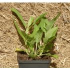 Ligeti zsálya (Salvia nemorosa) palánta