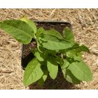 Ligeti zsálya (Salvia nemorosa) palánta