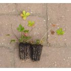 Ezüstös pimpó (Potentilla argentea) palánta