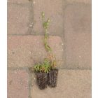Homoki habszegfű (Silene conica) palánta