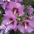 Szíriai mályvacserje (Hibiscus syriacus) szabadgyökeres csemete