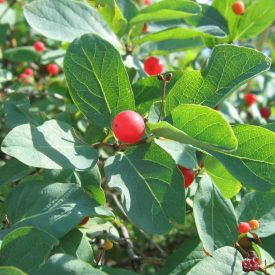 Ükörkelonc (Lonicera xylosteum) szabadgyökeres csemete