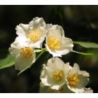 Jezsámen (Philadelphus coronarius) szabadgyökeres csemete