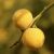Télálló citrom, vadcitrom (Poncirus trifoliata) szabadgyökeres csemete