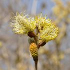 Kecskefűz (Salix caprea) szabadgyökeres csemete