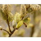 Kecskefűz (Salix caprea) szabadgyökeres csemete