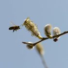 Kecskefűz (Salix caprea) szabadgyökeres csemete
