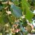 Nagylevelű hárs (Tilia platyphyllos) szabadgyökeres csemete