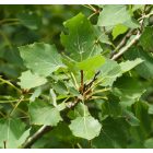 Rezgő nyár (Populus tremula) szabadgyökeres csemete