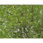 Rezgő nyár (Populus tremula) szabadgyökeres csemete