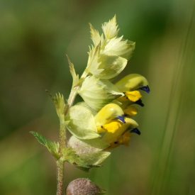   Nagyvirágú kakascímer (Rhinanthus serotinus subsp. serotinus) vetőmag