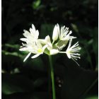 Medvehagyma (Allium ursinum) vetőmag