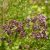 Szurokfű, oregano, bordó virágú forma (Origanum sp.) vetőmag