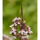 Szurokfű, oregano, bordó virágú forma (Origanum sp.) vetőmag