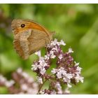 Szurokfű, oregano, bordó virágú forma (Origanum sp.) vetőmag