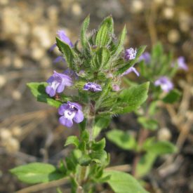 Parlagi csomborpereszlény  (Acinos arvensis) vetőmag