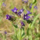 Orvosi atracél (Anchusa officinalis) vetőmag