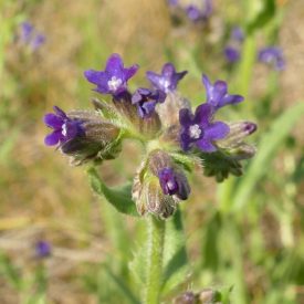 Orvosi atracél (Anchusa officinalis) vetőmag