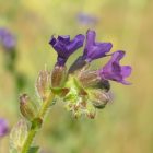 Orvosi atracél (Anchusa officinalis) vetőmag