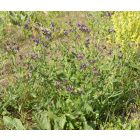 Orvosi atracél (Anchusa officinalis) vetőmag