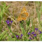 Orvosi atracél (Anchusa officinalis) vetőmag