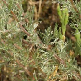 Mezei üröm (Artemisia campestris) vetőmag
