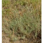 Mezei üröm (Artemisia campestris) vetőmag