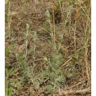Mezei üröm (Artemisia campestris) vetőmag
