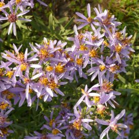 Réti őszirózsa (Aster sedifolius) vetőmag