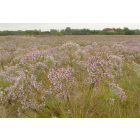 Réti őszirózsa (Aster sedifolius) vetőmag