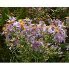 Réti őszirózsa (Aster sedifolius) vetőmag