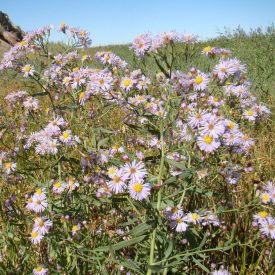   Sziki őszirózsa (Aster tripolium subsp. pannonicus) vetőmag