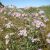 Sziki őszirózsa (Aster tripolium subsp. pannonicus) vetőmag